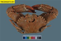 藏品(善泳蟳)的圖片